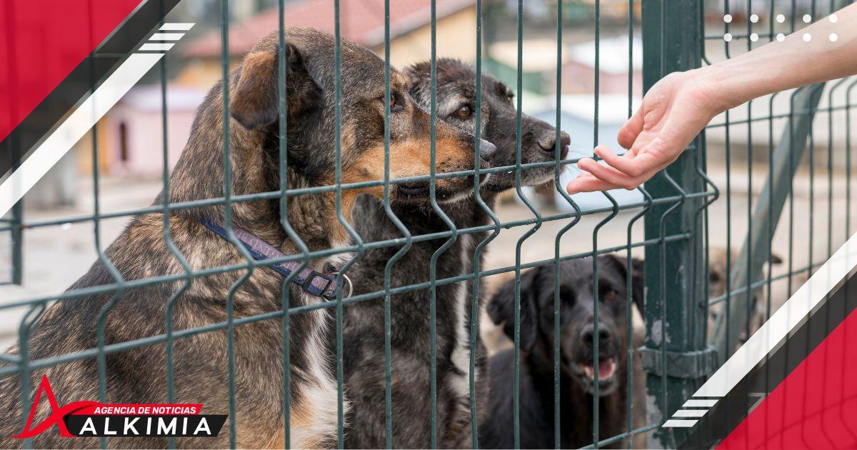 Propone diputada federal crear padrón nacional de refugios de animales