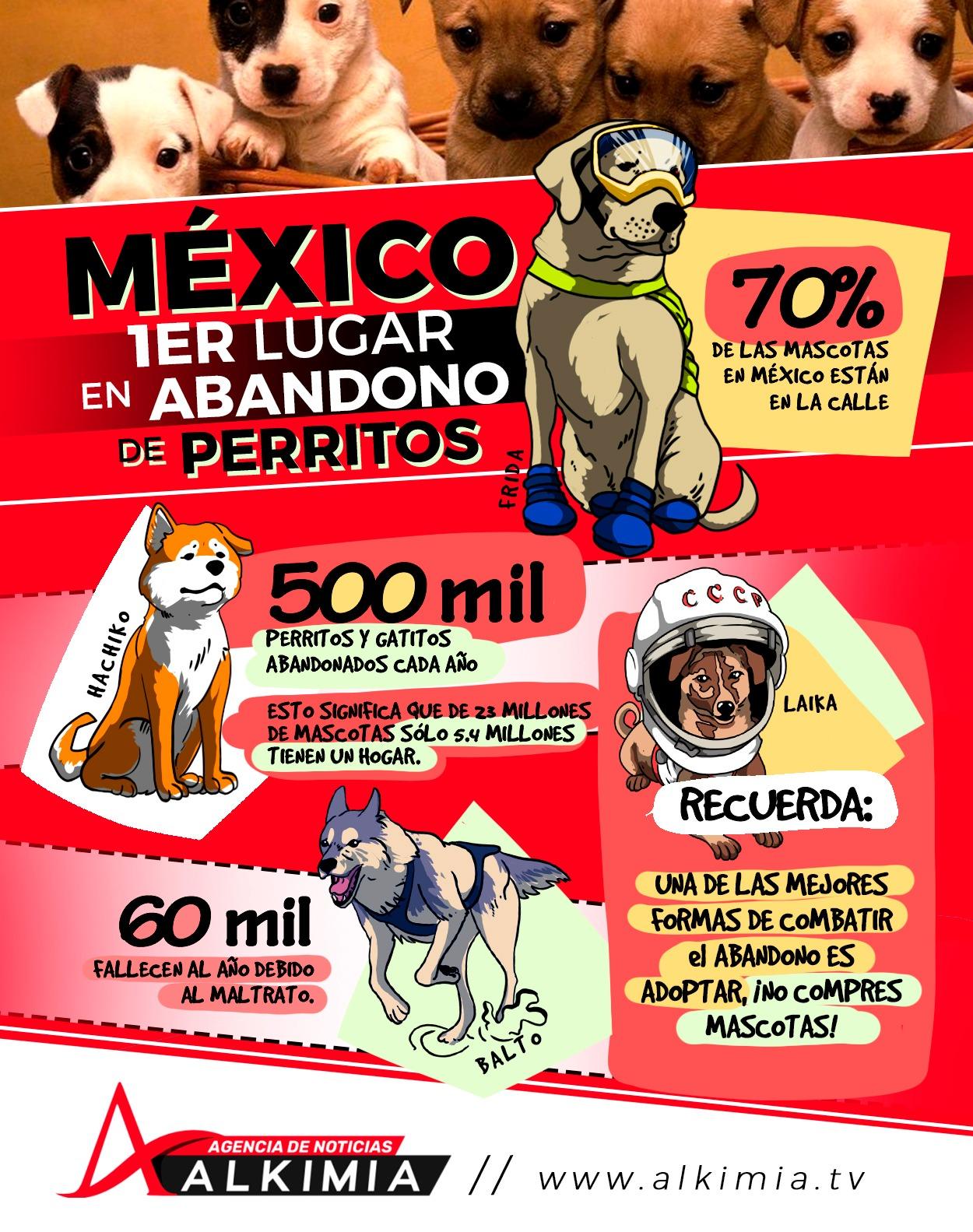 Rechazan adoptantes a perros negros; prefieren a los claros