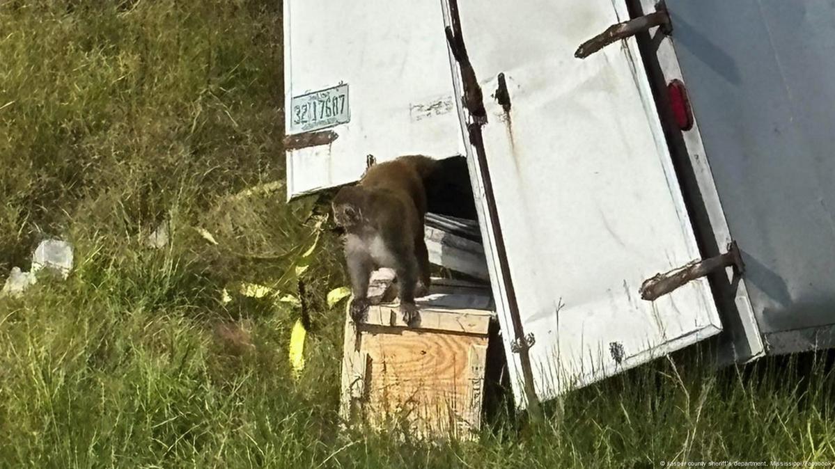 Desatan alarma tres monos infectados de COVID-19 al escapar tras accidente en EU