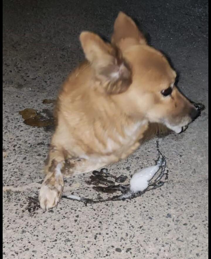 Condenan brutal envenenamiento de perros en Guadalupe y exigen justicia