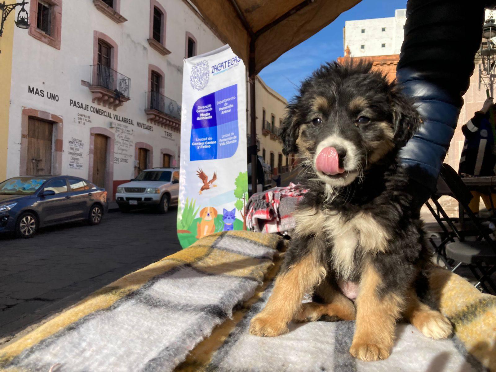 Suman más de 50 adopciones responsables a través de la campaña Adoptanino