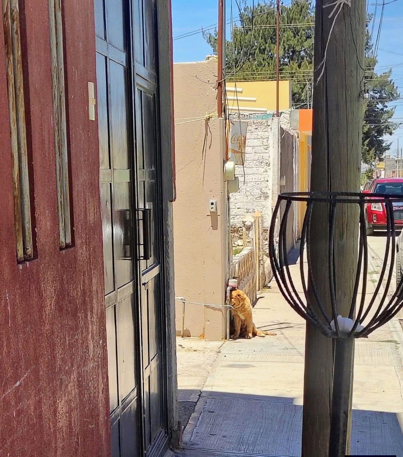 Atienden en Fresnillo denuncia por maltrato animal