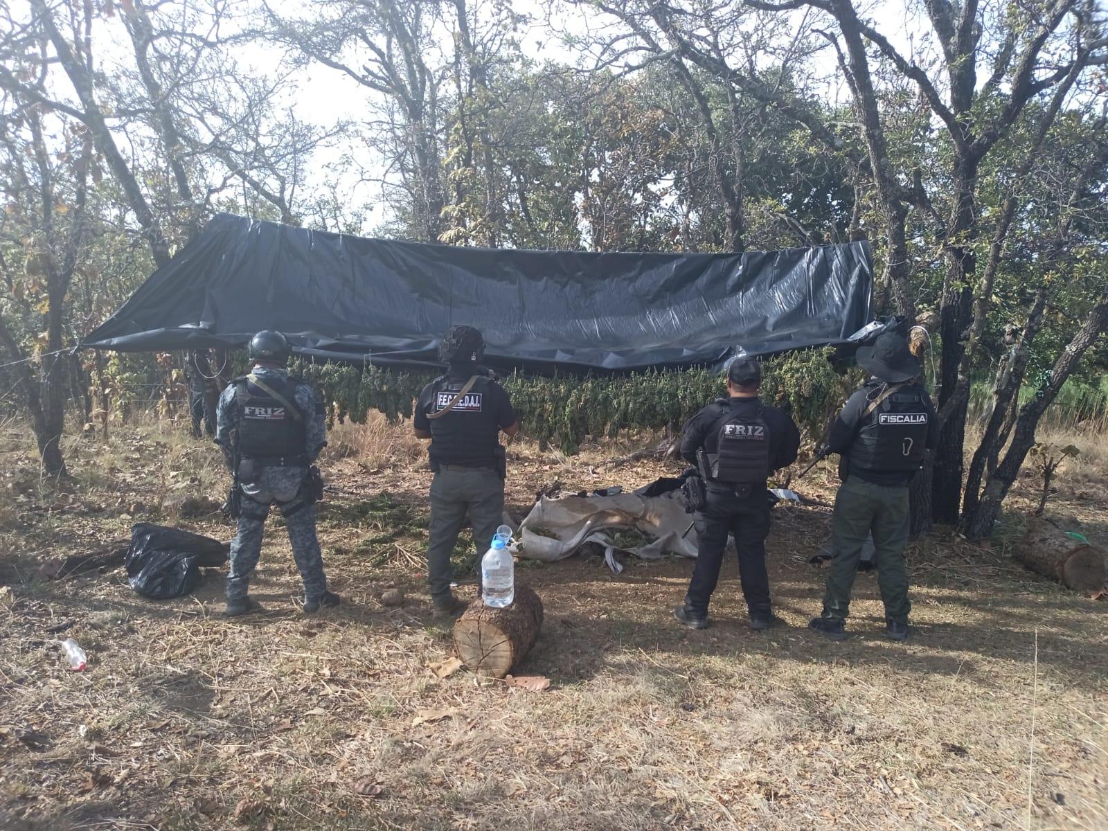 Desmantelan campamentos y plantíos de marihuana en Florencia