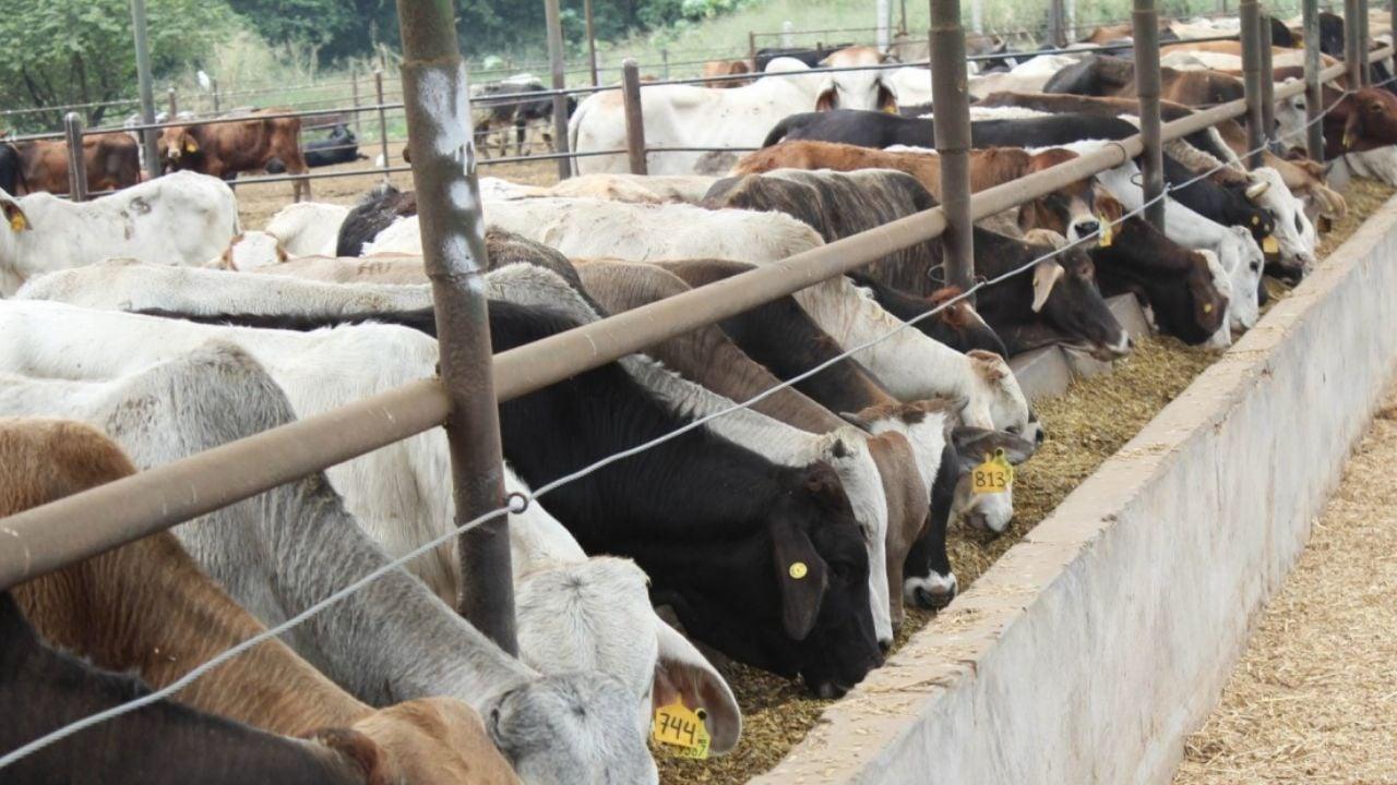 Impulsa México exportaciones de carne ante crisis por gusano barrenador