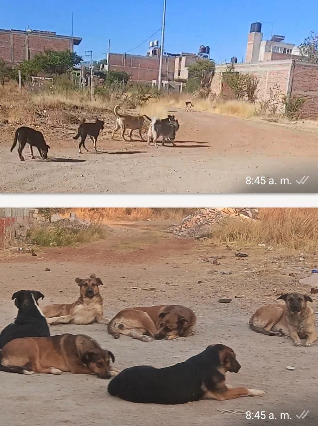 Denuncia rescatista maltrato y abandono animal en Las Américas