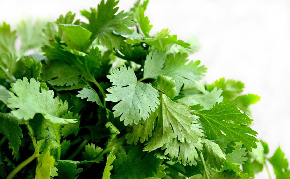 Vincula exdirector de FDA cilantro mexicano con brote sanitario en EE.UU.