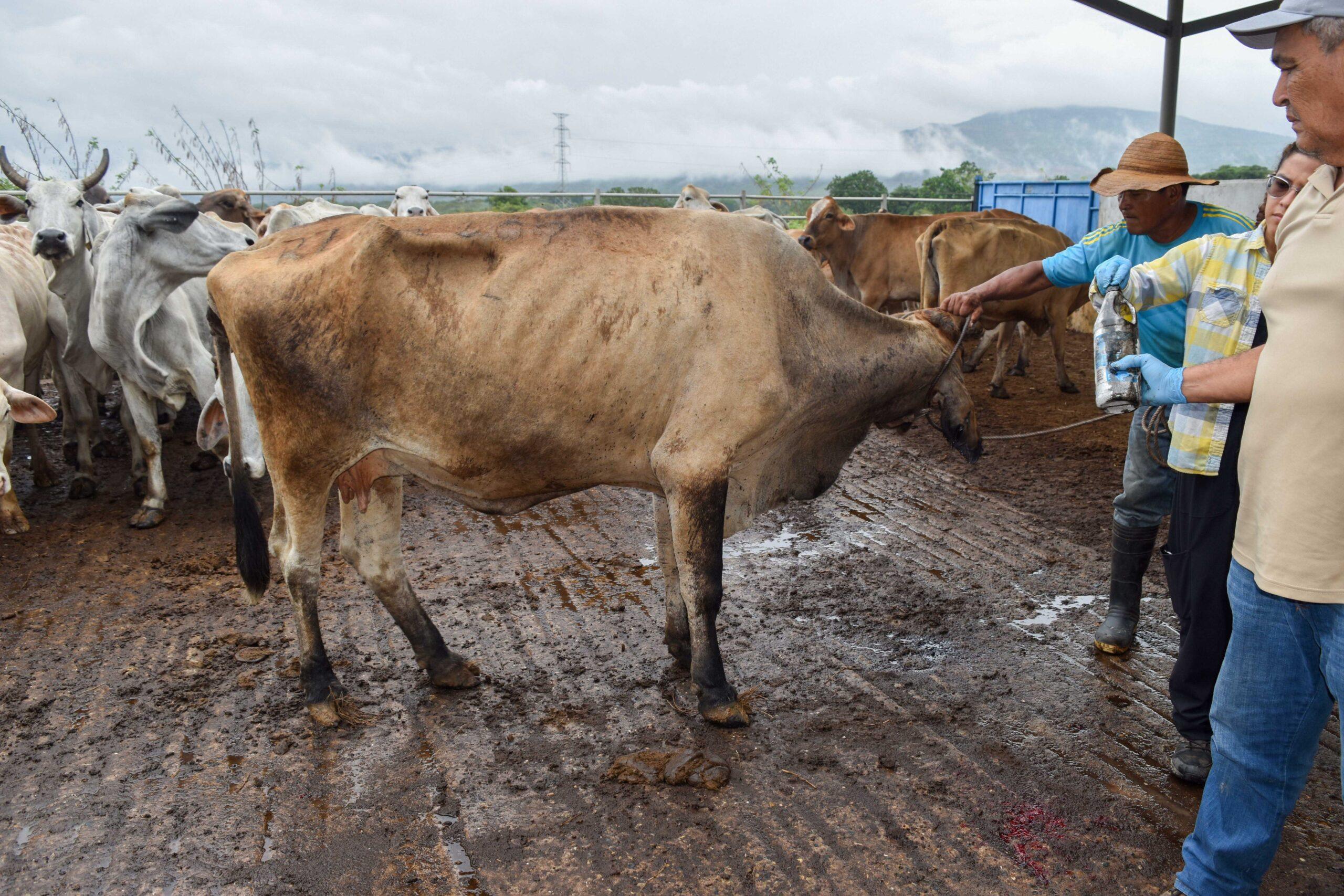 Senasica libera 14.9 millones de moscas estériles contra plaga