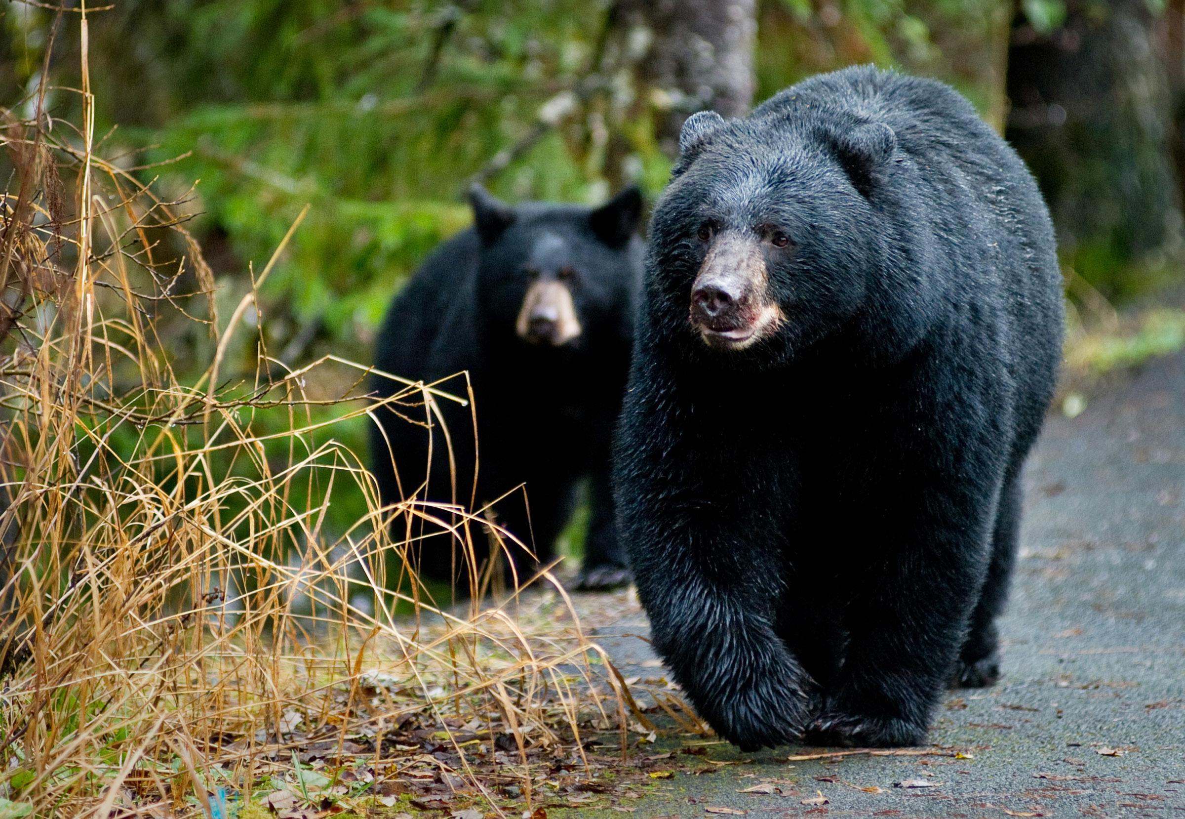 Niega Semarnat que 22 osos negros hayan salido del país